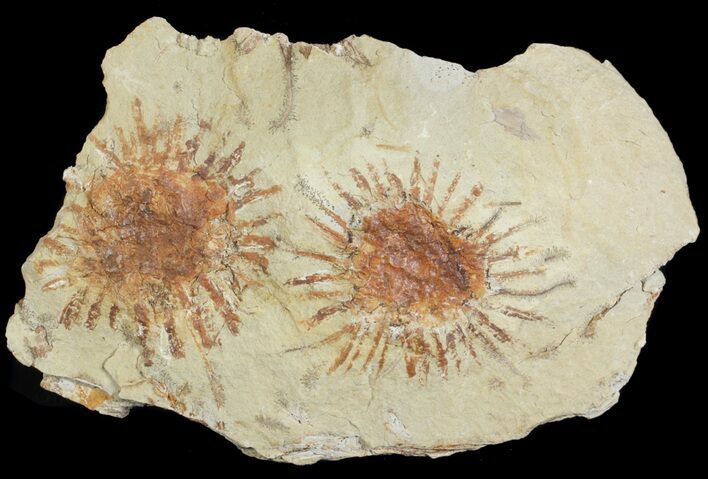 Two Fossil Seed Pods (Sparganium) From Montana - Paleocene #71515